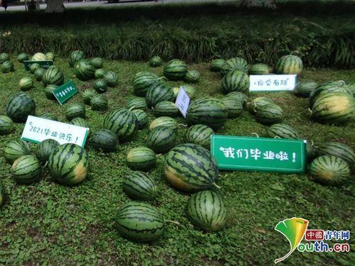 娱乐吃瓜场地图片真实,一场视觉与味蕾的双重盛宴